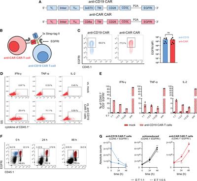 A chimeric antigen receptor-based cellular safeguard mechanism for selective in vivo depletion of engineered T cells